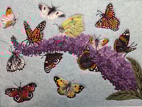 Image 1 of Butterfly Bush