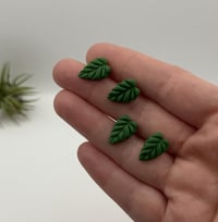 Image 1 of Alocasia Studs