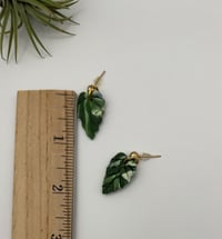Image 2 of Marbled Alocasia Dangles