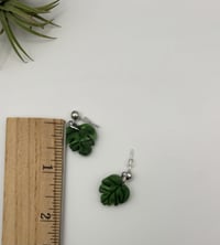 Image 2 of Monstera Dangles