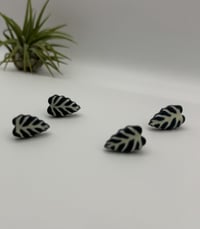 Image 1 of Alocasia Studs (white veins)