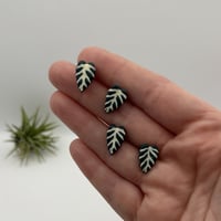 Image 2 of Alocasia Studs (white veins)