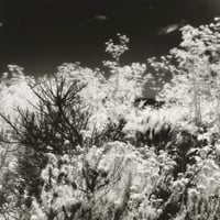 Image 1 of New Infrared work available by pre-order 