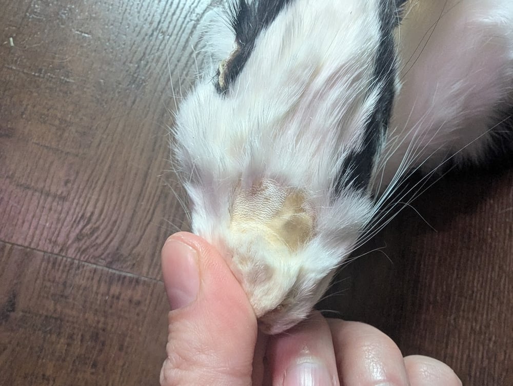 Image of Black Silvered Clouded Vienna Wallhanger