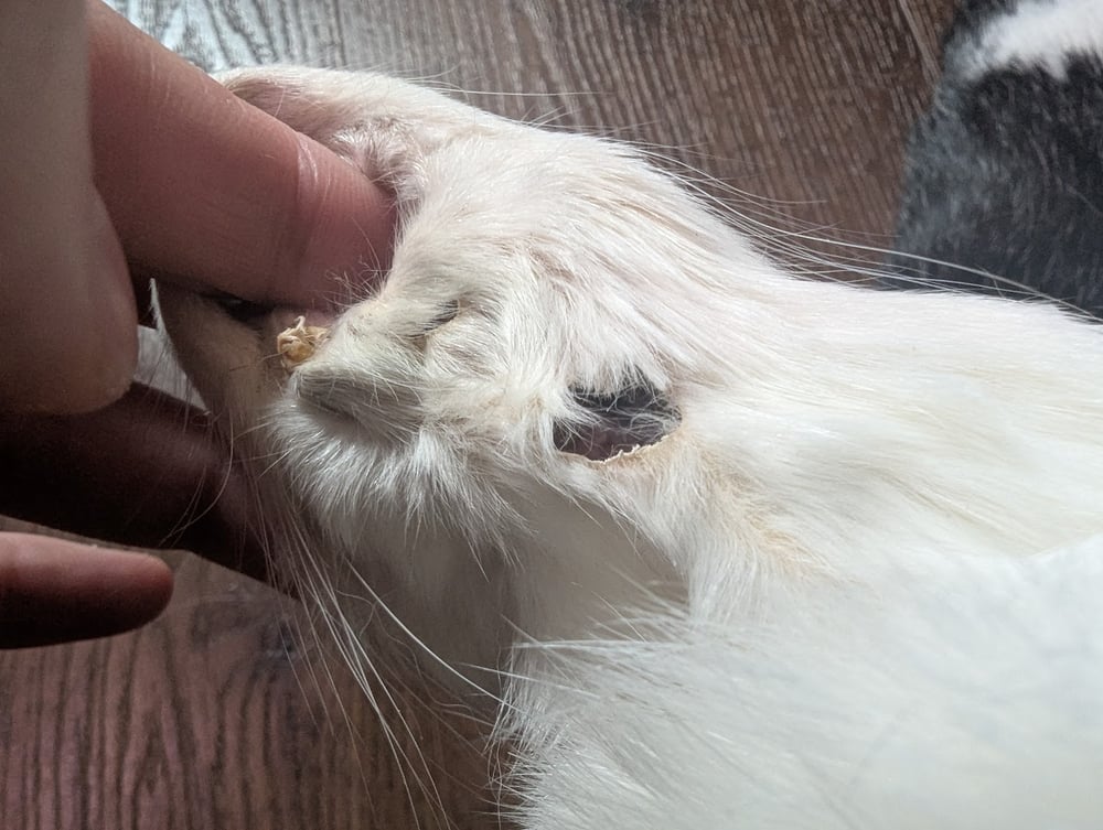 Image of Black Silvered Clouded Vienna Wallhanger