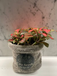 Fittonia in wool pot 