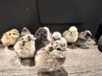 Blue / Black / Splash Silkie