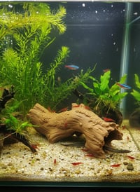 Image 3 of Decorative wooden elements for aquariums “Wooden Mystery”