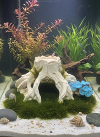Image 1 of Decorative wooden elements for aquariums “Wide stump shelter”