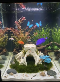 Image 2 of Decorative wooden elements for aquariums “Wide stump shelter”