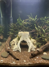 Image 3 of Decorative wooden elements for aquariums “Wide stump shelter”