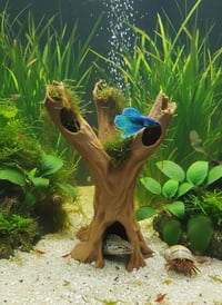 Image 1 of Decorative wooden elements for aquariums “Enchanted Stump”