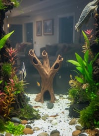 Image 3 of Decorative wooden elements for aquariums “Enchanted Stump”