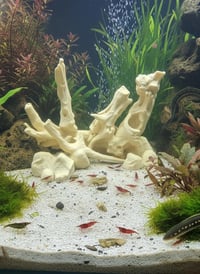 Image 1 of Decorative wooden elements for aquariums “Dream Driftwood Arch”