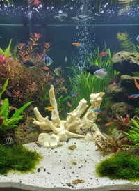 Image 2 of Decorative wooden elements for aquariums “Dream Driftwood Arch”