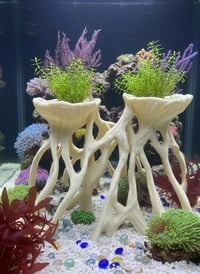 Image 1 of Decorative wooden elements for aquariums “Mangrove root planter”