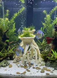 Image 2 of Decorative wooden elements for aquariums “Mangrove root planter”