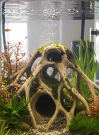 Image 1 of Decorative wooden elements for aquariums “Red mangrove roots”