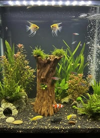 Image 1 of Decorative wooden elements for aquariums “Hollow stump shelter”