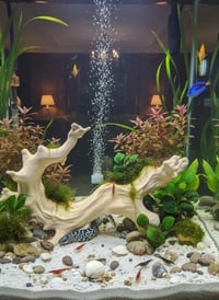 Image 1 of Decorative wooden elements for aquariums “Driftwood with twisted roots”