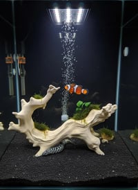Image 2 of Decorative wooden elements for aquariums “Driftwood with twisted roots”