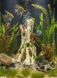Image 1 of Decorative wooden elements for aquariums “Driftwood from mangrove roots”