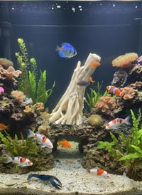 Image 2 of Decorative wooden elements for aquariums “Driftwood from mangrove roots”