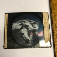 Image 3 of c1900 Pharaohs Horses magic lantern glass slide