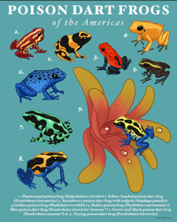Poison Dart Frogs of the Americas Print