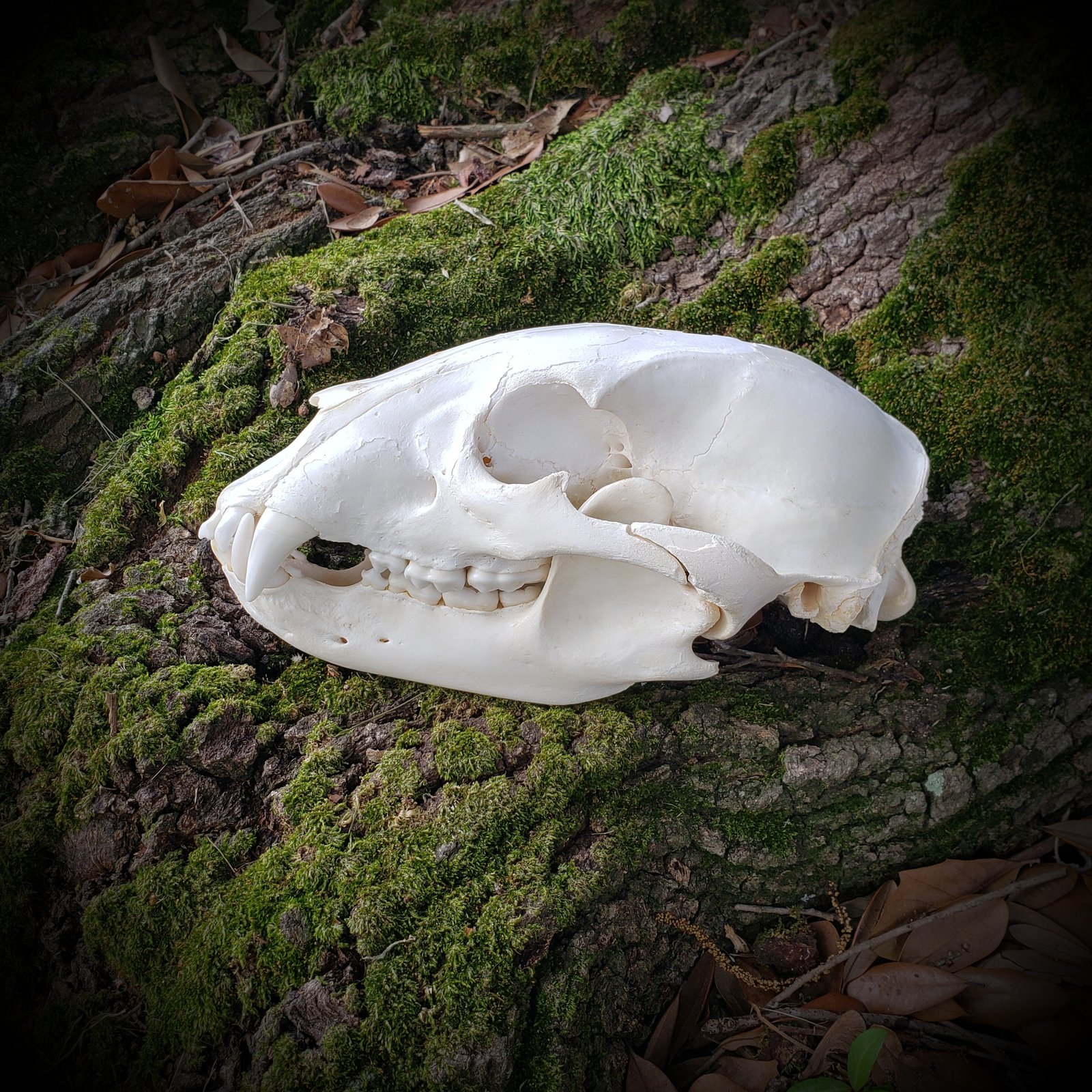Skulls and Bones | Wild Hearted One