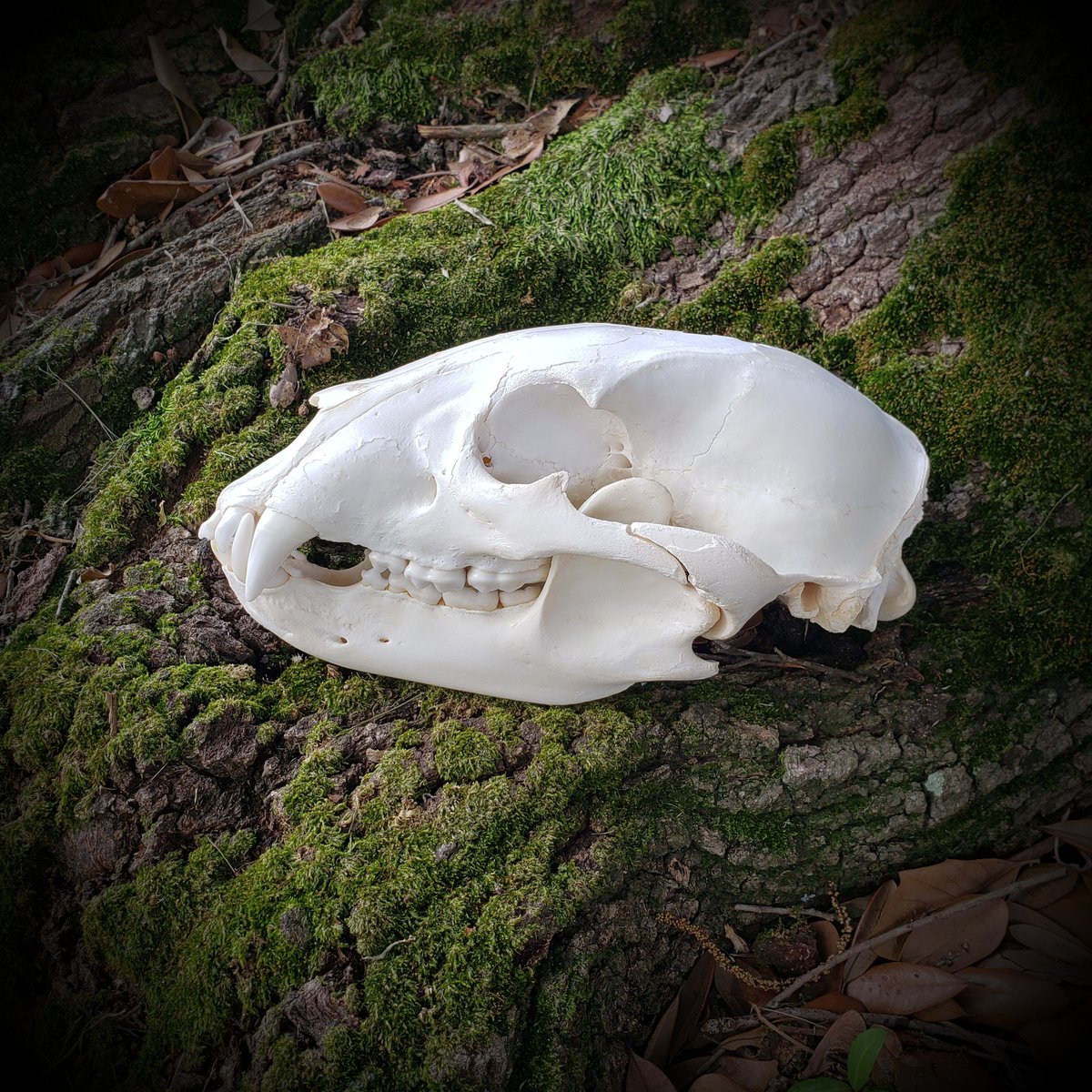 Image of Black Bear Skull