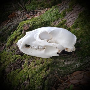 Image of Black Bear Skull