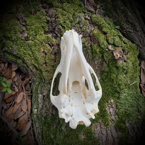 Image of Black Bear Skull