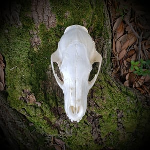 Image of Black Bear Skull