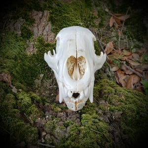 Image of Black Bear Skull