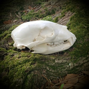 Image of Black Bear Skull