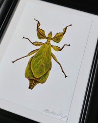 Image 1 of Leaf Insect, Art Print, A5 Print, Insect Design, Wall Art, Home Decor