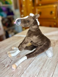 Image 2 of Coal the Foal