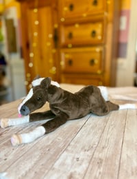 Image 1 of Coal the Foal