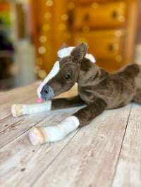 Image 3 of Coal the Foal