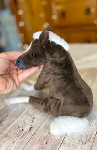 Image 5 of Coal the Foal