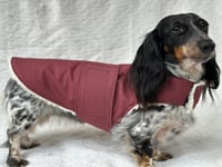 Image 4 of Maroon Raincoat Strap Coat