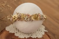 Newborn/Sitter Halo 295