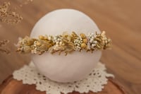 Newborn/Sitter Halo 296