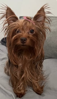 Image 5 of Yorkshire Terrier Deposit 