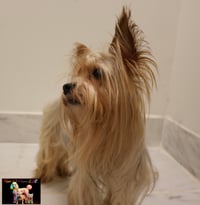 Image 4 of Yorkshire Terrier Deposit 