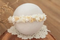 Newborn/Sitter Halo 299