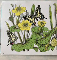 Image 4 of Butterflies in Britain by Richard Chopping
