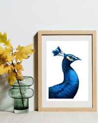 Peacock Print, Art Print, A5, Wall Art, Home Decor 