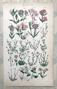 British Wild Flowers Illustration (O)